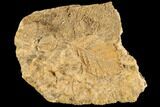 Fossil Leaves Preserved In Travertine - Austria #113072-1